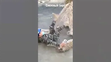 Снежный Барс,Ирбис 🐆