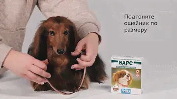 10 Барс ошейник для мелких собак