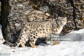 Барс — стоковые фотографии и другие картинки Снежный барс - Снежный барс, Снег, Без людей