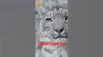 Снежный барс Ирбис - вымирающий вид! 😢😱