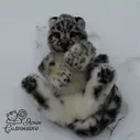 Снежный барс Амур