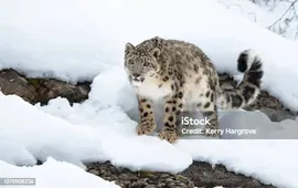 Снежный Барс На Снежной Скале — стоковые фотографии и другие картинки Снежный барс - Снежный барс, Охота, Без людей