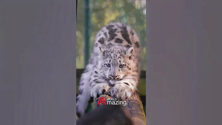 AMAZING WORLD, #snow, #leopard, #bars  #amazing