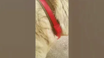 Одели ошейники от блох и клещей!