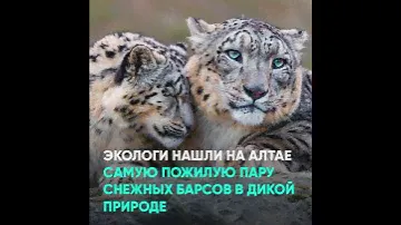 Экологи нашли на Алтае самую пожилую пару снежных барсов в дикой природе