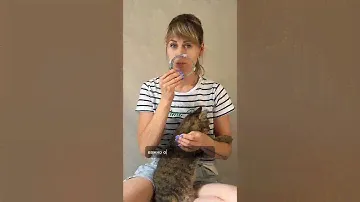 Лучший ошейник от блох и клещей, обзор